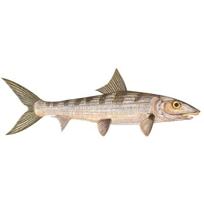 DCL120 - Decal Bonefish .63" x 1.82" (C407)