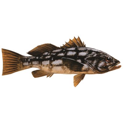 DCL123 - Decal Calico Bass .57" x 1.31" (C402)