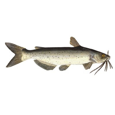 DCL130 - Decal Channel Cat .57" x 1.60" (C408)