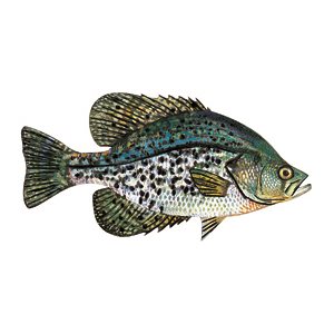DCL137 - Decal Crappie (Black) .42" x .83" (C411)