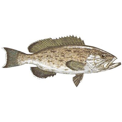 DCL146 - Decal Gag grouper .74" x 1.70" (C451)