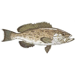 DCL146 - Decal Gag grouper .74" x 1.70" (C451)