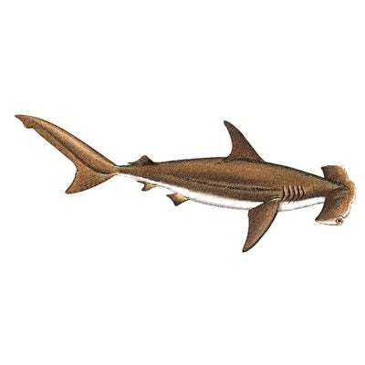 DCL150 - Decal Hammerhead Shark .78" x 2.28" (C424)