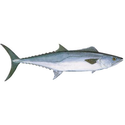 DCL152 - Decal King Mackerel .67" x 2.22" (C415)