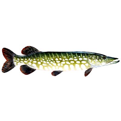 DCL166 - Decal Northern Pike .46" x 1.68" (C480)