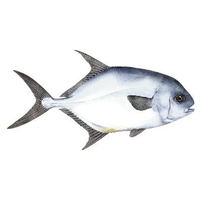 DCL169 - Decal Permit .65" x 1.23" (C418)