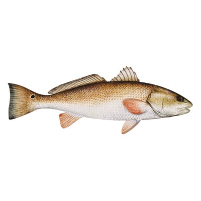 DCL174 - Decal Redfish (Red Drum) .59" x 1.61" (C420)