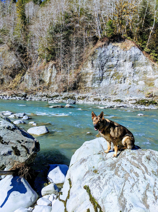 Still Waiting on the Queets River: Wild Steelhead, Conservation, and Why Access Matters