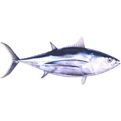 DCL100 - Decal  Albacore .75" x 1.75" (C435)