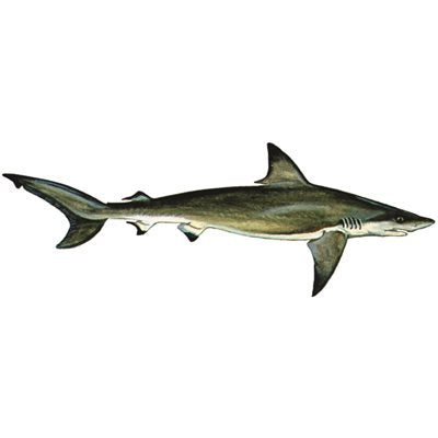 DCL113 - Decal Blacktip Shark .79" x 2.22" (C423)