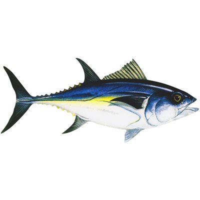 DCL115 - Decal Bluefin Tuna .86" x 2.00" (C437)