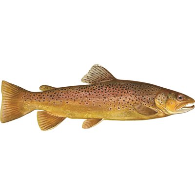 DCL121 - Decal  Brown Trout .42" x 1.22" (C472)