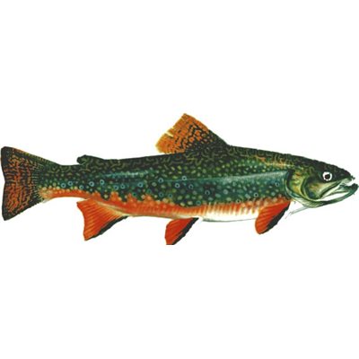 DCL122 - Decal  Brook Trout .29" x .81" (C481)