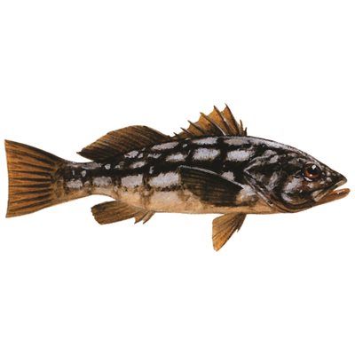 DCL123 - Decal Calico Bass  .57" x 1.31" (C402)