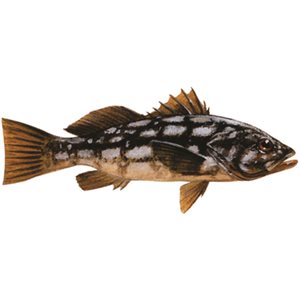 DCL123 - Decal Calico Bass  .57" x 1.31" (C402)