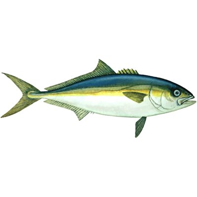 DCL127 - Decal Yellowtail (California) .71" x 1.61" (C441)