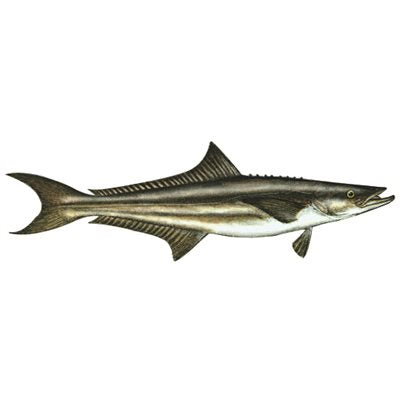 DCL133 - Decal  Cobia  .53" x 1.71" (C409)