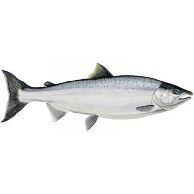 DCL135 - Decal Coho Salmon .51" x 1.48" (C502)