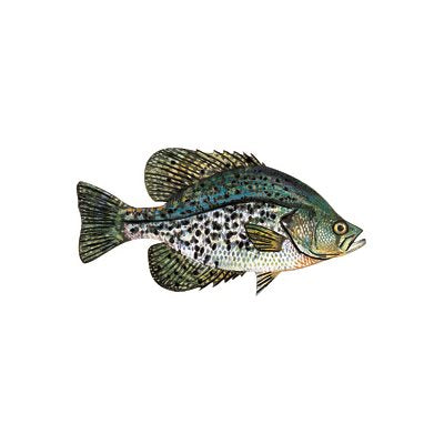 DCL137 - Decal Crappie (Black)  .42" x .83" (C411)