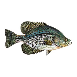 DCL137 - Decal Crappie (Black)  .42" x .83" (C411)