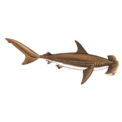 DCL150 - Decal  Hammerhead Shark .78" x 2.28" (C424)