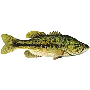 DCL155 - Decal Largemouth Bass .42" x 1.27" (C403)