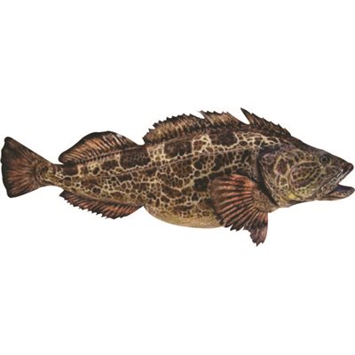 DCL159 - Decal Lingcod .80" x 1.85" (C511)