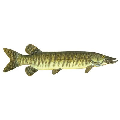 DCL163 - Decal  Muskie .52" x 1.86" (C417)