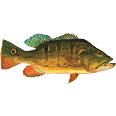 DCL167 - Decal Peacock Bass .60" x 1.36" (C470)