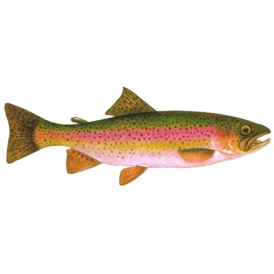 DCL170 - Decal Rainbow Trout .47" x 1.16" (C432)