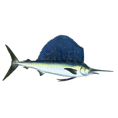 DCL176 - Decal  Sailfish .67" x 1.82" (C421)