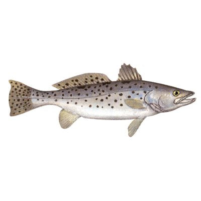 DCL178 - Decal Sea Trout .61" x 1.56" (C433)