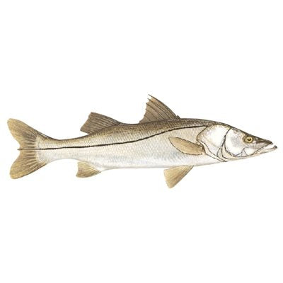 DCL183 - Decal Snook .58" x 1.66" (C430)