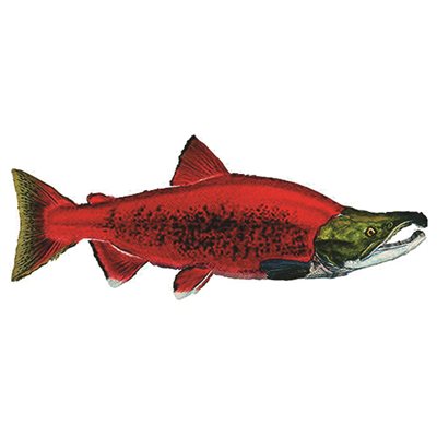 DCL184 - Decal Sockeye Salmon .40" x 1.02" (C503)