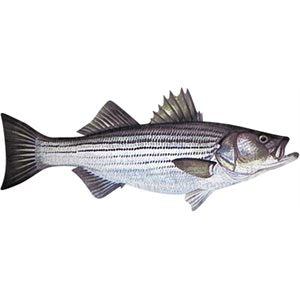 DCL188 - Decal Striped Bass .78" x 1.88" (C404)