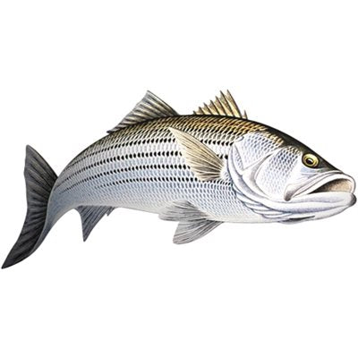 DCL190 - Decal Striped Bass (Action1) .76" x 1.51" (C476)