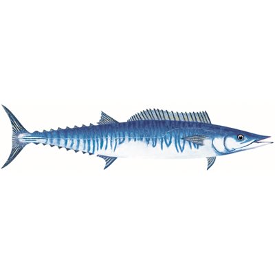 DCL200 - Decal Wahoo .55" x 2.33" (C439)