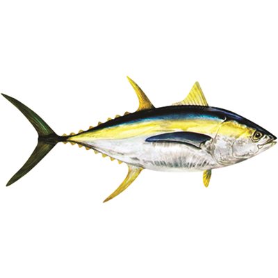 DCL207 - Decal Yellowfin Tuna .88" x 1.89" (C438)