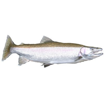 DCL223 - Decal Steelhead (C434)